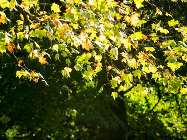 Colorful Green Yellow Autumn Maple Leaf Tree — Stock Photo, Image