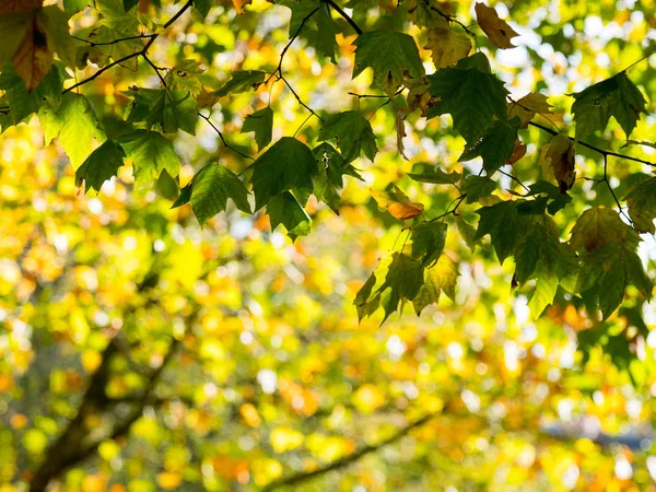 Colorful Green Yellow Autumn Maple Leaf Tree — Stock Photo, Image