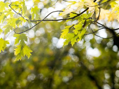 Renkli yeşil ve sarı sonbahar akçaağaç yaprağı bir ağaç üzerinde 