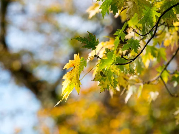 Colorful Green Yellow Autumn Maple Leaf Tree — Stock Photo, Image