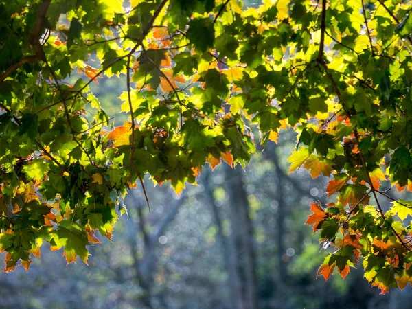 Colorful Green Yellow Autumn Maple Leaf Tree — Stock Photo, Image