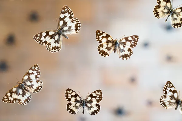 Mariposa Museo Con Público — Foto de Stock
