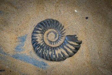 Fossil Ammonite for fuel and gas industry clipart