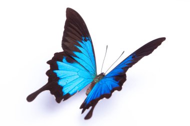 Papilio Ulysses Blue butterfly on the white background clipart