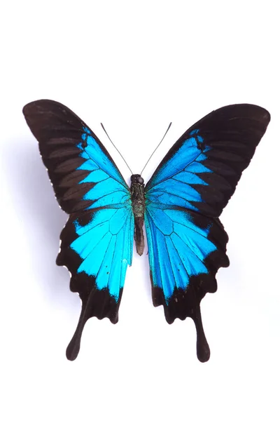 Papilio Ulysses Mariposa azul sobre fondo blanco — Foto de Stock