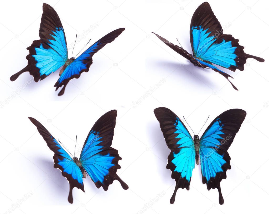 Papilio Ulysses Blue butterfly on the white background