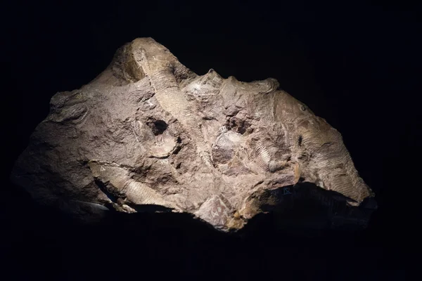 Peces fósiles incrustados en piedra, cáscara petrificada antigua real para — Foto de Stock