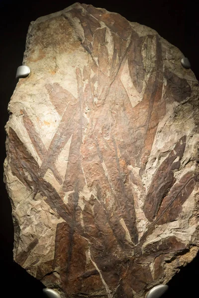 Peces fósiles incrustados en piedra, cáscara petrificada antigua real para — Foto de Stock