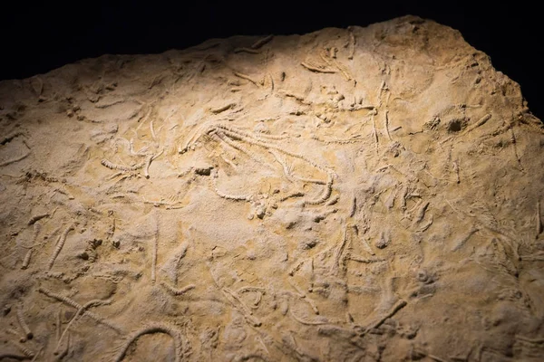 Peces fósiles incrustados en piedra, cáscara petrificada antigua real para — Foto de Stock