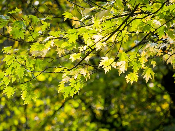 Folha de bordo de outono verde e amarelo colorido em uma árvore — Fotografia de Stock