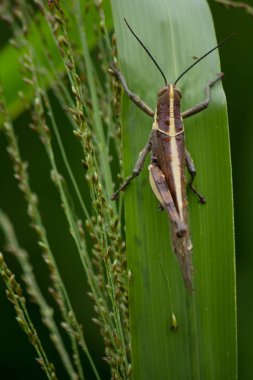 Çekirge çim yakın çekim