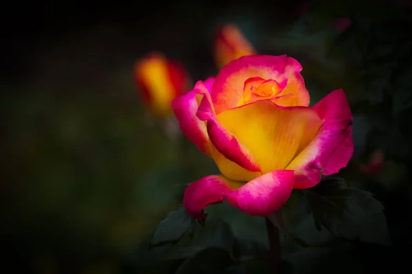 Pink and yellow rose — Stock Photo, Image