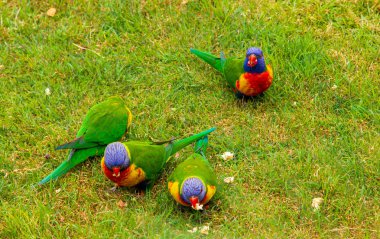 Gökkuşağı lorikeets besleme