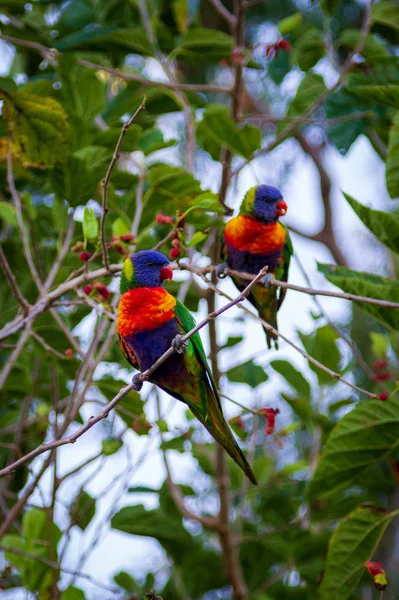 Regenbogenloriketen — Stockfoto