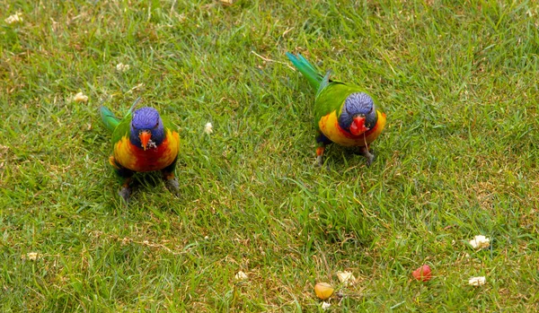 Lorikeets arco-íris alimentação — Fotografia de Stock