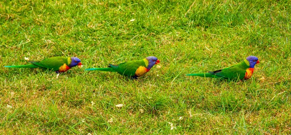 Rainbow Lorikeets in a line — Stock Photo, Image