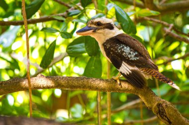Laughing Kookaburra (Dacelo novaeguineae) perched on branch