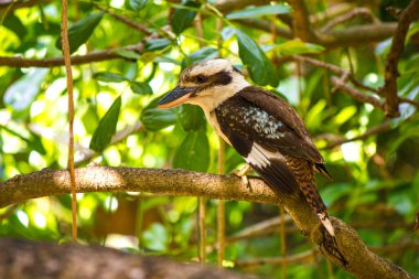 Laughing Kookaburra (Dacelo novaeguineae) perched on branch
