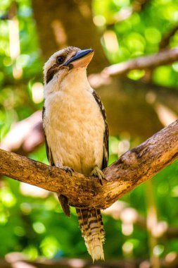 Laughing Kookaburra (Dacelo novaeguineae) perched on branch