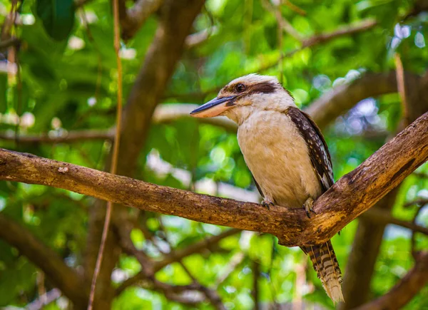 Laughing Kookaburra (Dacelo novaeguineae) perched on branch — стокове фото