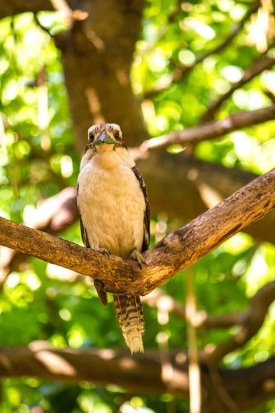 Lachende kookaburra (dacelo novaeguineae) hockt auf einem Ast — Stockfoto