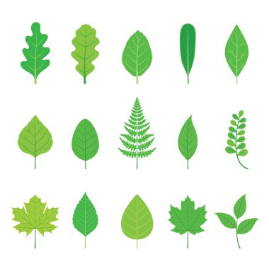 Farklı Şekilli Yeşil Yapraklar Seti