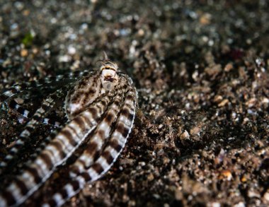 Substrat üzerinde saklanmak için çalışan bir mimik ahtapot