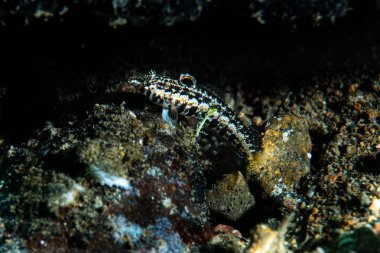 Resif üzerinde dinlenen bir te.