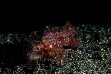 Arkadan aydınlatmalı bir anbon akrep balıkların portresi