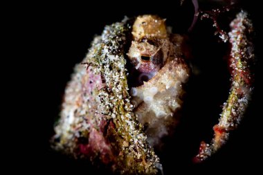 Bir mavi yüzük ahtapot bir Clam kabuk saklanıyor