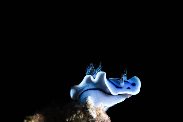 Nudiramo Azul Branco Alimentando Substrato — Fotografia de Stock