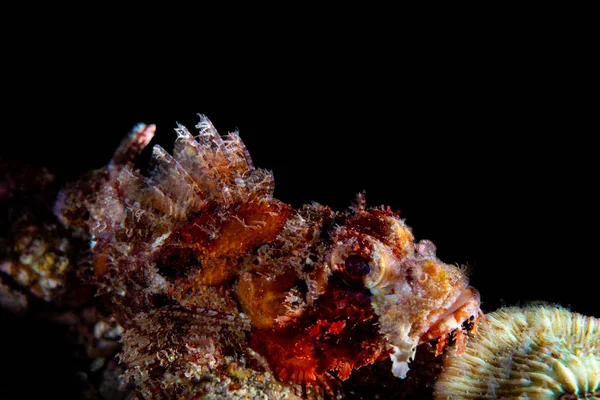 A scorpion fish resting on the reef
