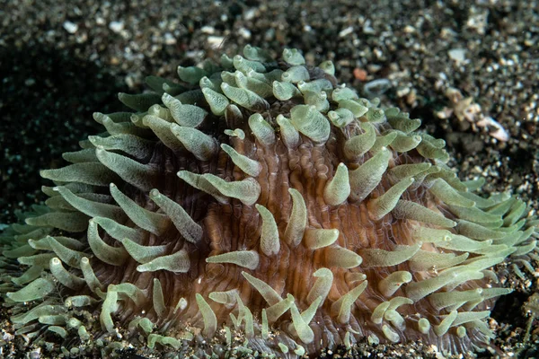 A sea anemone on the ocean floor