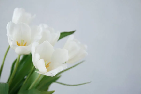 Tulipanes blancos sobre un fondo claro — Foto de Stock