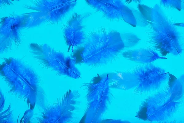 Bright blue feathers on a light blue background. view from above.