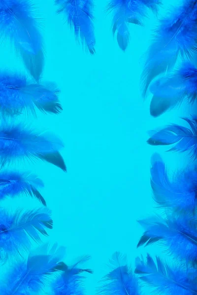 Bright blue feathers on a light blue background. view from above.