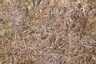 çim arka plan üzerinde son yıllarda çim