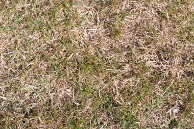 çim arka plan üzerinde son yıllarda çim