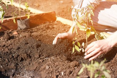Bahçıvan toprağa dikim domates fide eller