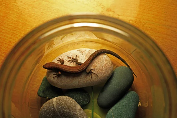 Küçük bir kertenkele güzel küçük terrarium içinde buzlu koyar ve ısıtır