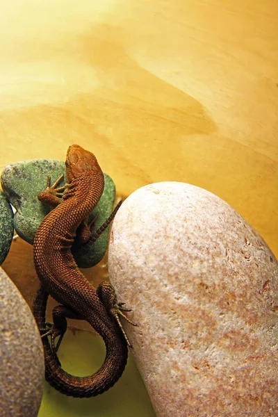 mükemmel yatıyor ve küçük bir taş ev terrarium, dikey bir yakın çekim fotoğraf içinde ısınır eğri güzel küçük kertenkele