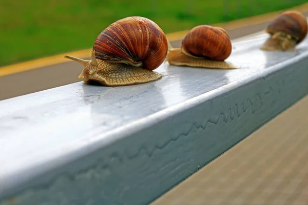 üç büyük salyangoz çitin Şehir Park, ilk salyangoz odaklanmak uzun korkuluk boyunca yürümek