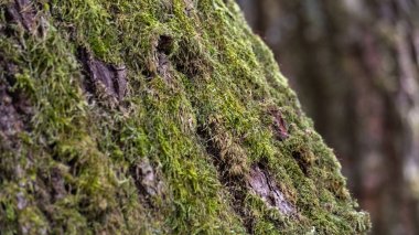 arka plan liken ağaç eski