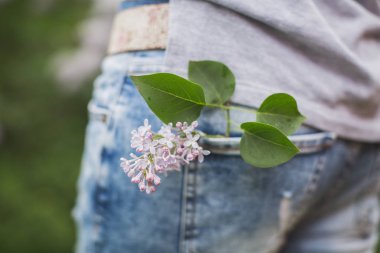 bir kot pantolon cebinde leylak dalı