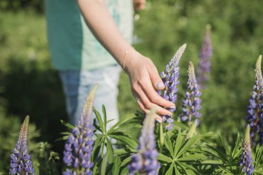 Kız lupines alanında duruyor