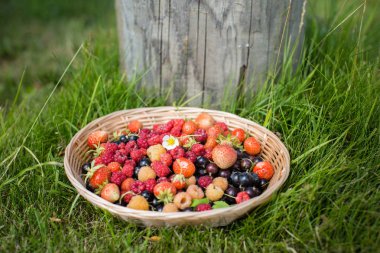 hasat: muhtelif sepetteki meyveler