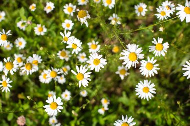 papatyalar, Rus alan alanının üstten görünüm