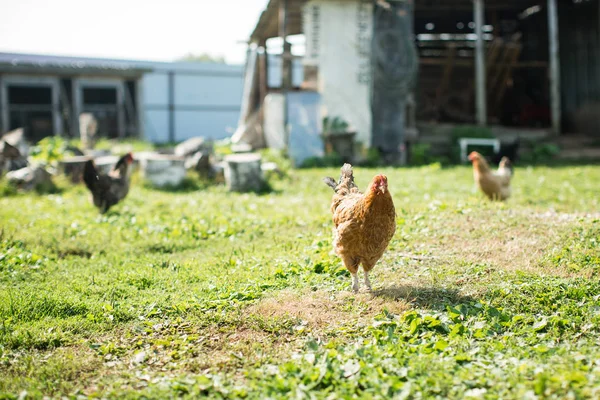 Ménage Poulet Dans Village — Photo