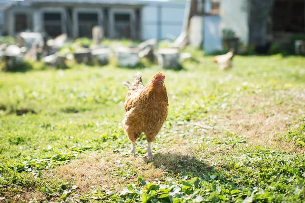 Limpieza Pollo Pueblo — Foto de Stock