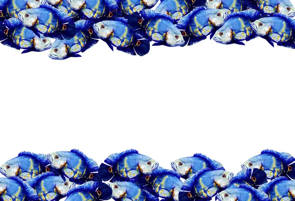 Голубые Экзотические Рыбы Белом Фоне — стоковое фото